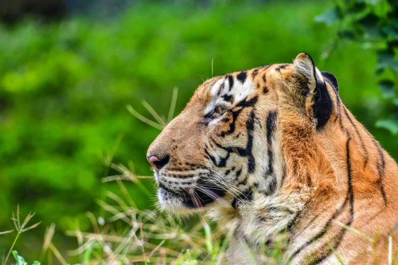 a tiger looks in the distance while laying down