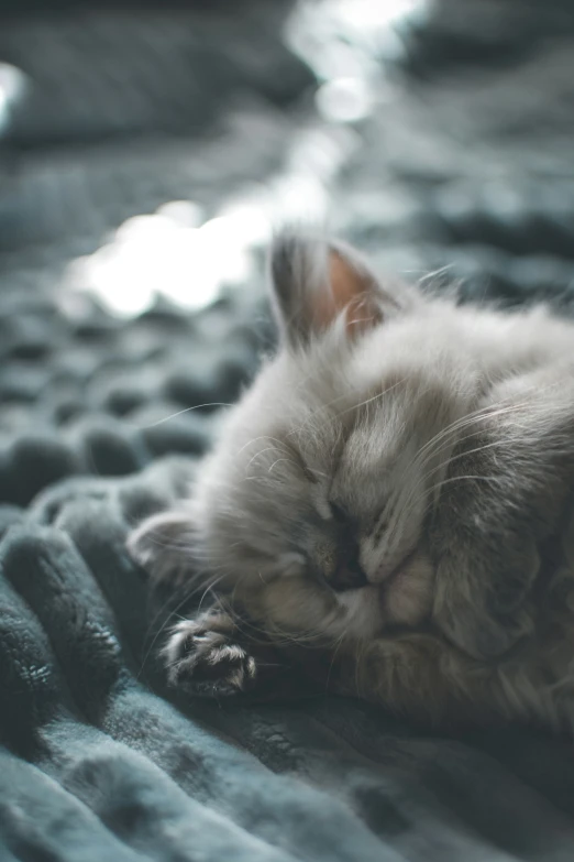 a small cat that is laying on the bed