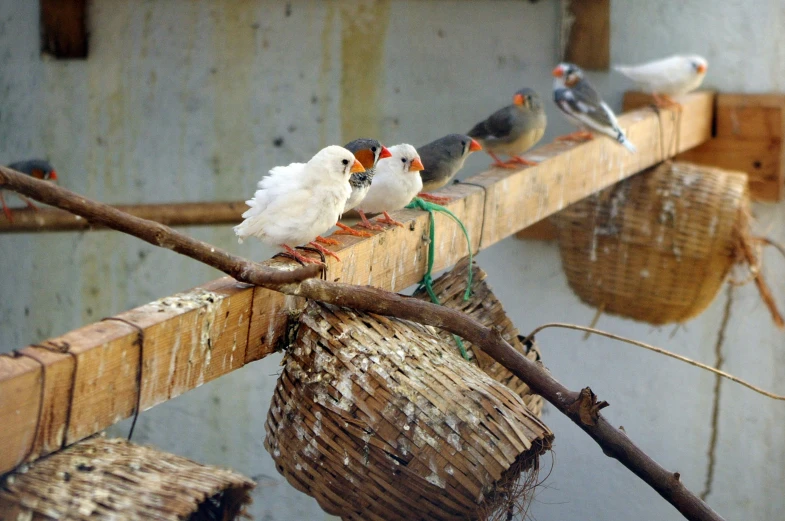 many birds standing on top of a wooden pole