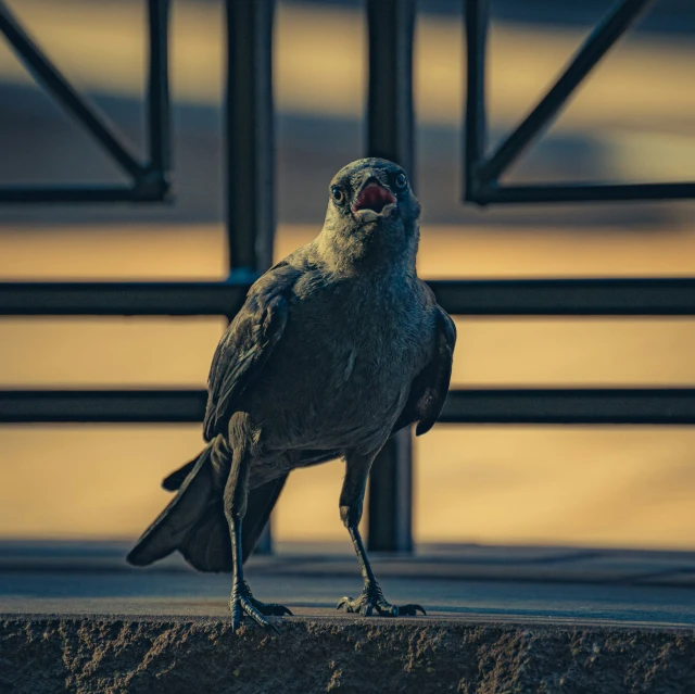 a bird is standing on a ledge singing