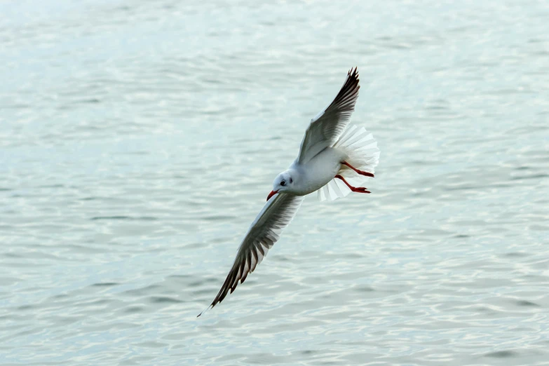 seagull flying over calm blue water in daylight