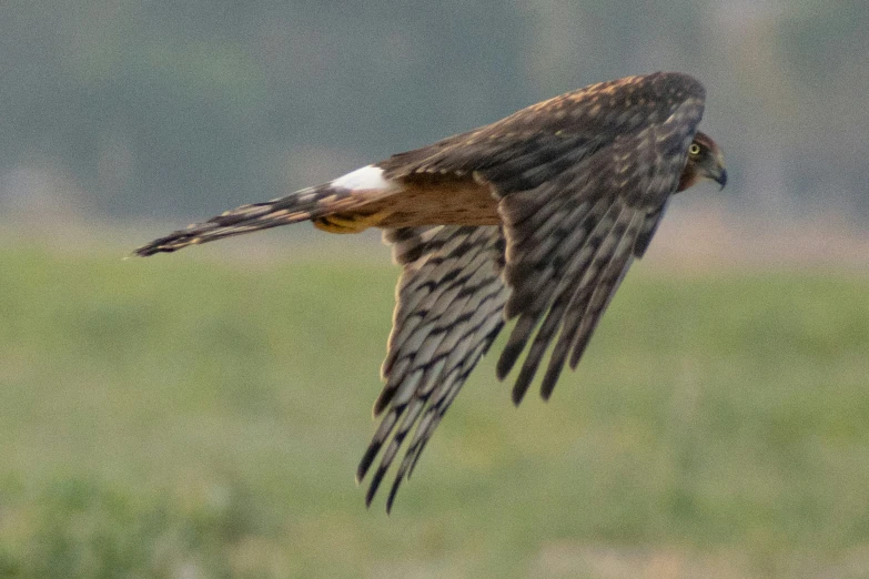 a bird flying over the top of a lush green field