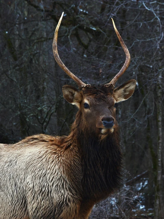 a large deer with large horns is pictured close to the camera