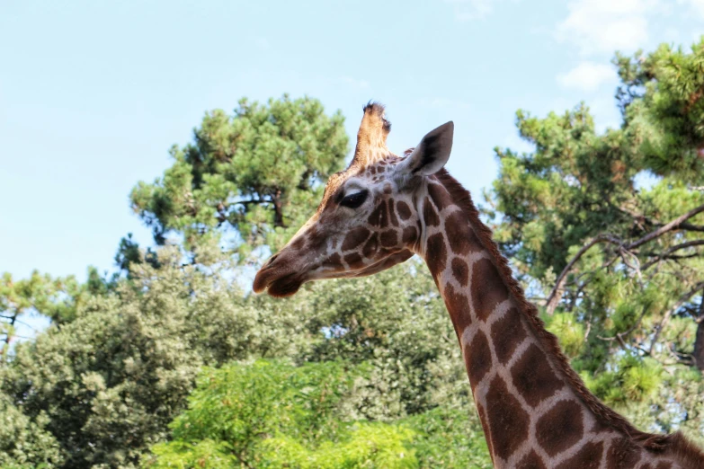 a tall giraffe standing in front of a forest