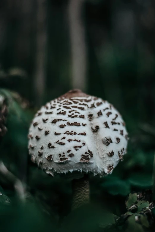 the mushroom is growing out of the forest