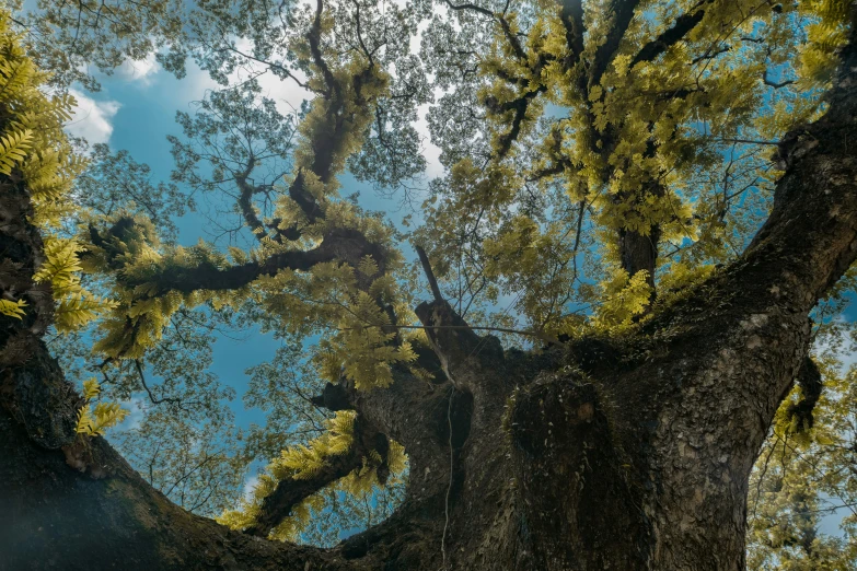 the tops of a couple trees reaching up into the sky