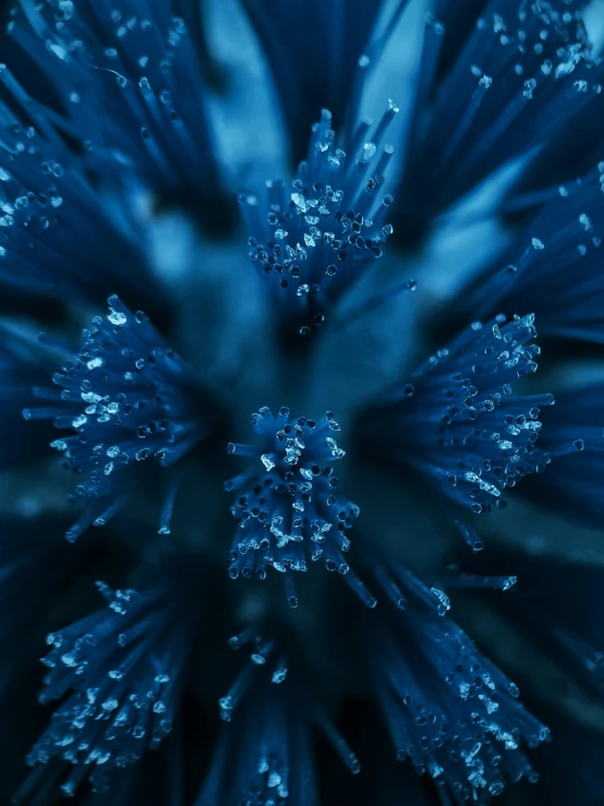 a close up s of an extreme close up view of flowers