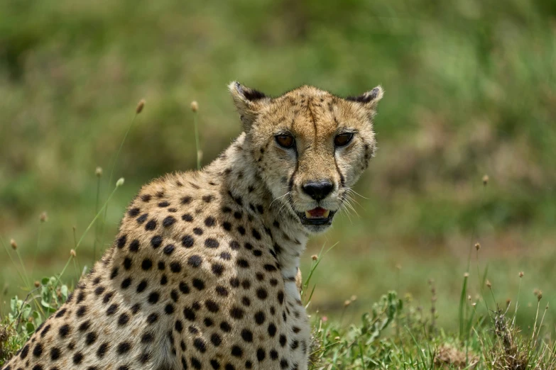a cheetah sitting in the grass looking at soing