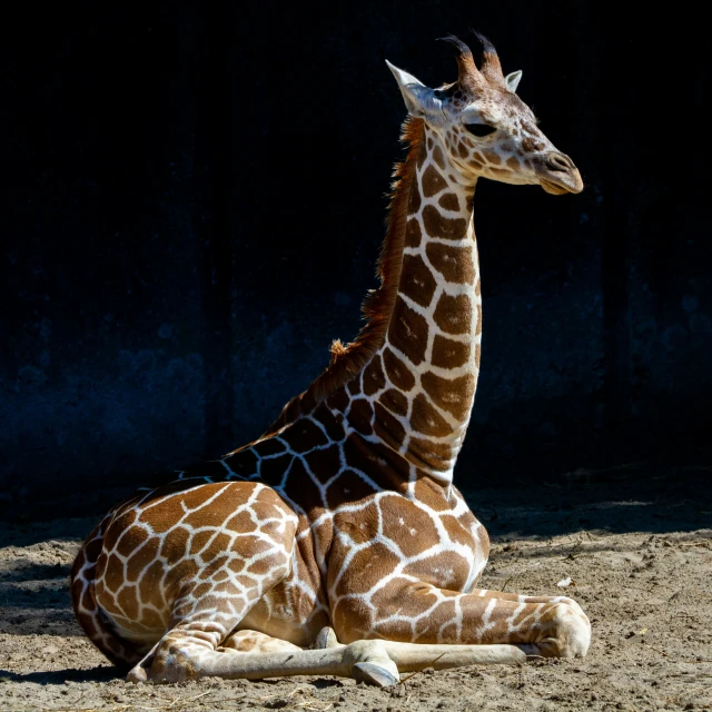 a young giraffe relaxes on the ground in the shade