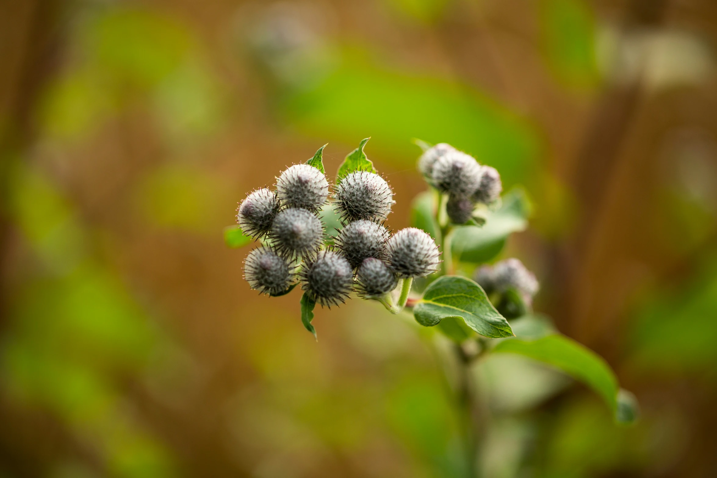 small grey flowers on a thin twig