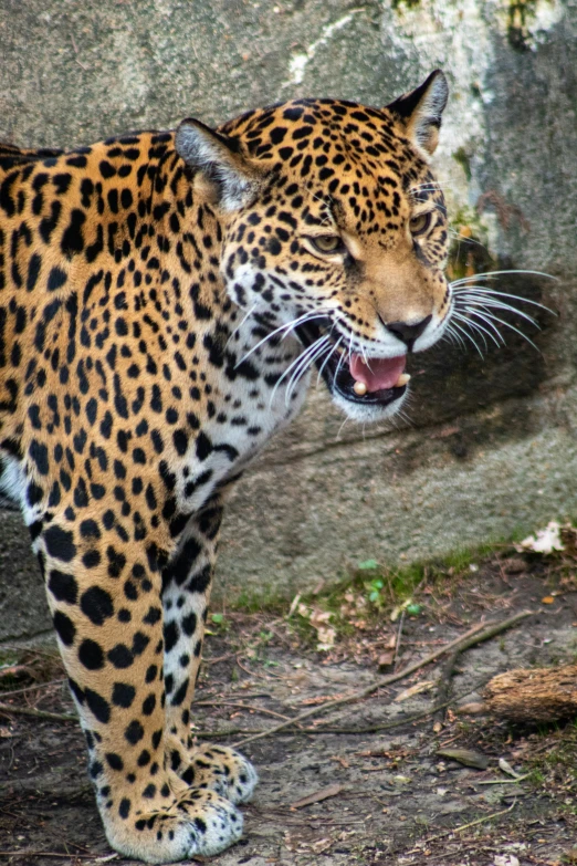 an image of a jaguar in the wild
