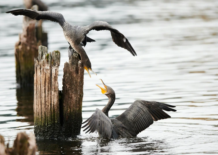 two birds with their beaks open are resting on wooden poles in the water
