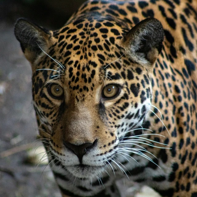 a closeup image of a leopard's face