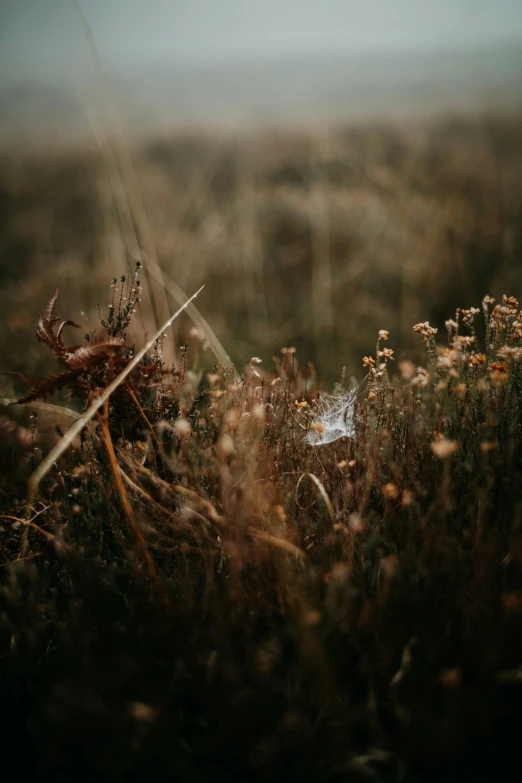 a single object sitting in some tall grass