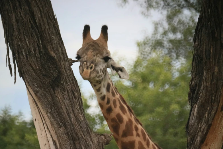 a close up view of a giraffe chewing on the nches of a tree