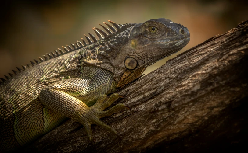 an iguana on a tree nch has a bright yellow eye