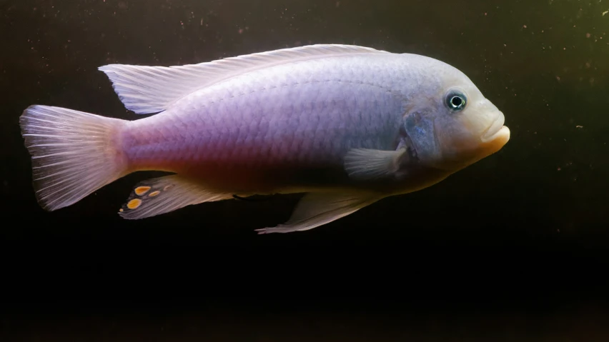 a white and orange fish floating in the water