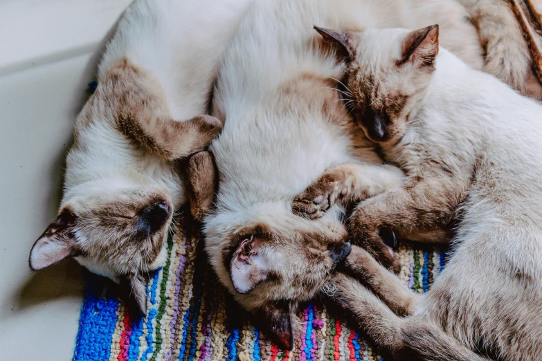 four cats laying on top of a colorful blanket