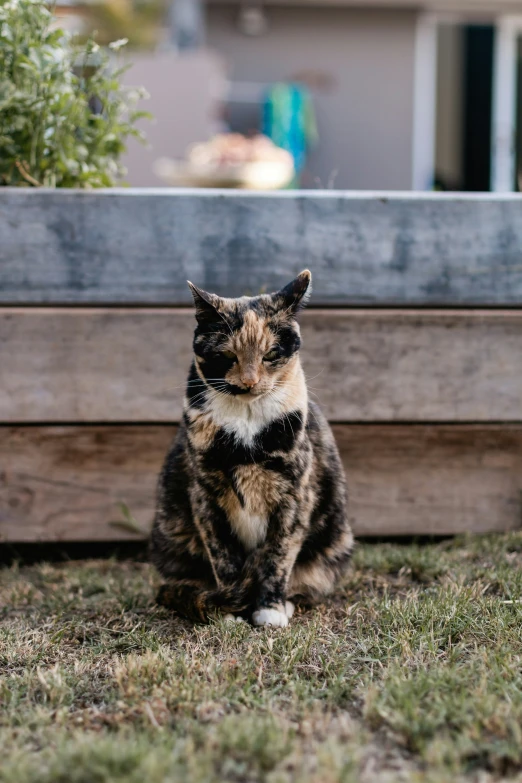 a calico cat is sitting by a wooden bench