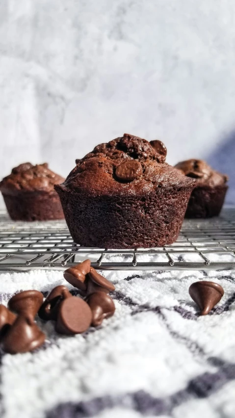 some chocolate muffins are cooling on a wire rack