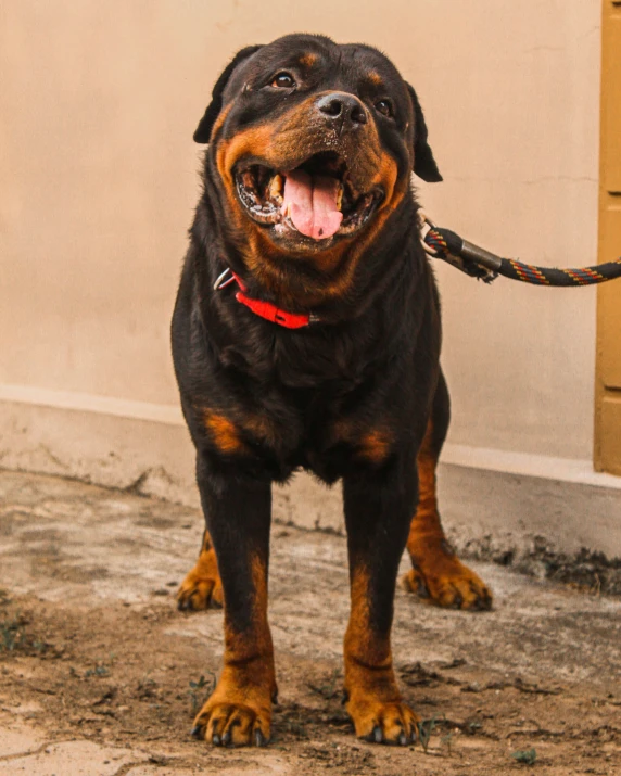 a black dog standing on top of dirt ground next to a door