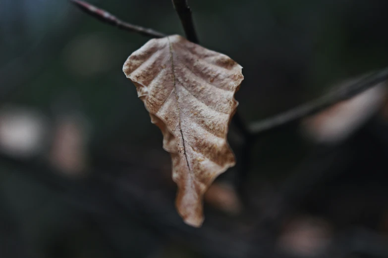 there is a small leaf on the tree nch