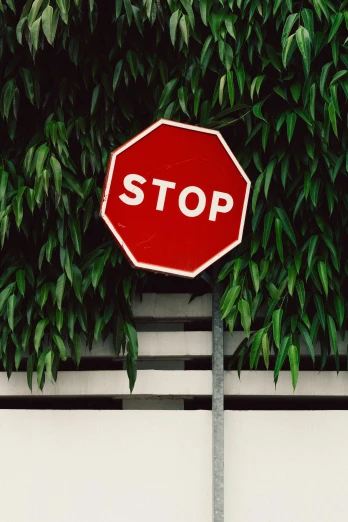 a stop sign sitting beneath a large plant