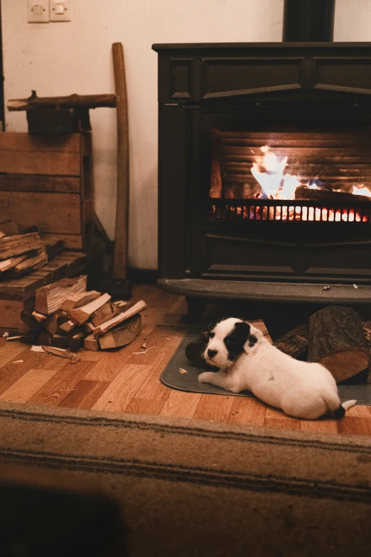a dog is lying on the floor near a fire place