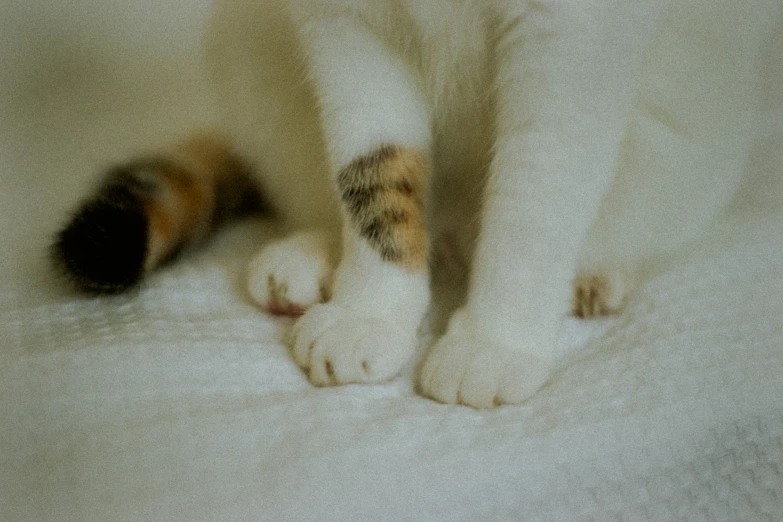 a brown and white cat laying on top of a bed