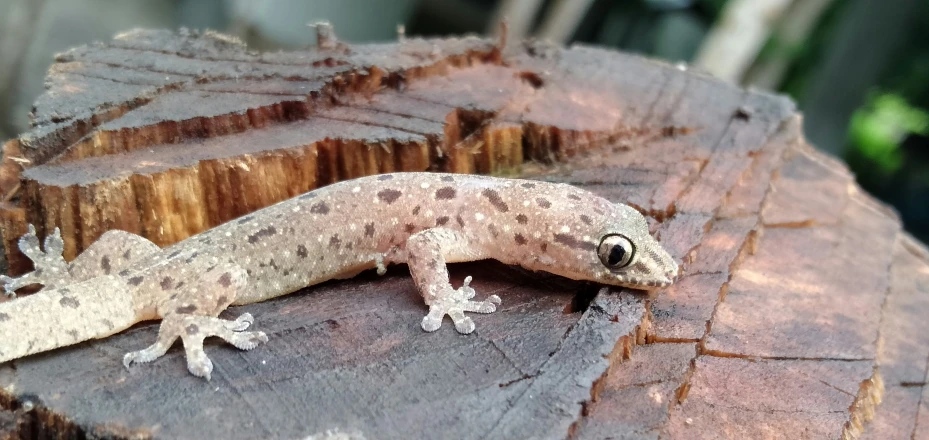 a brown and white gecko standing on a tree log