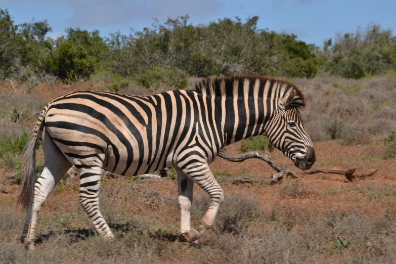 a single ze walking in the grass near a bush