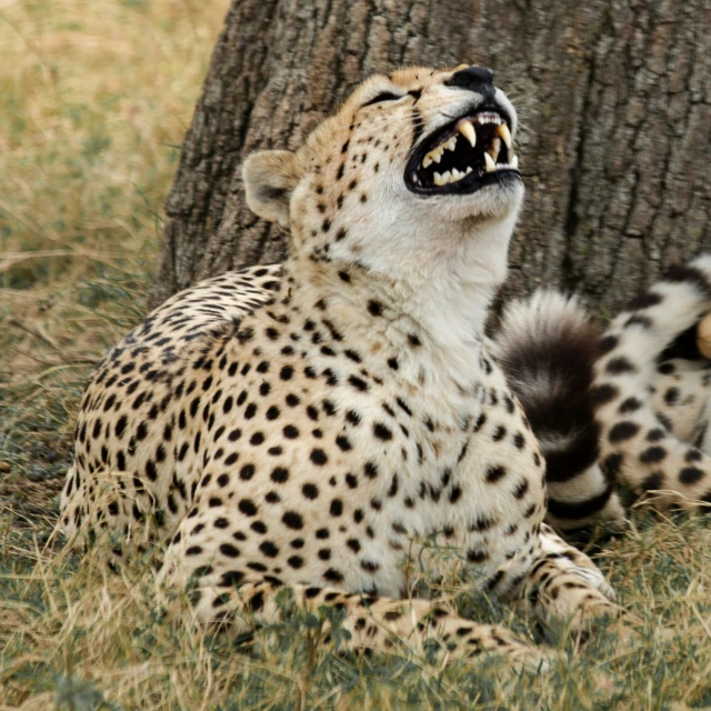 a cheetah laying under a tree yawning