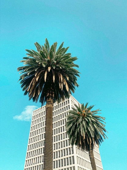 a tall building has two palm trees near by