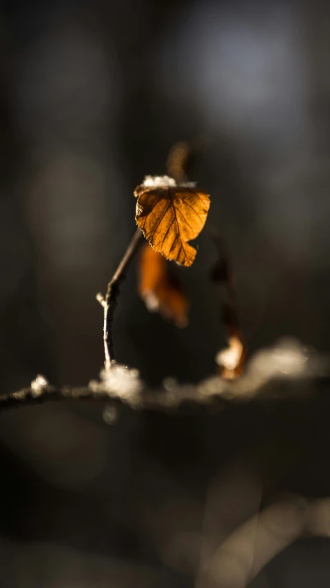 two leaves are on the stem of a nch