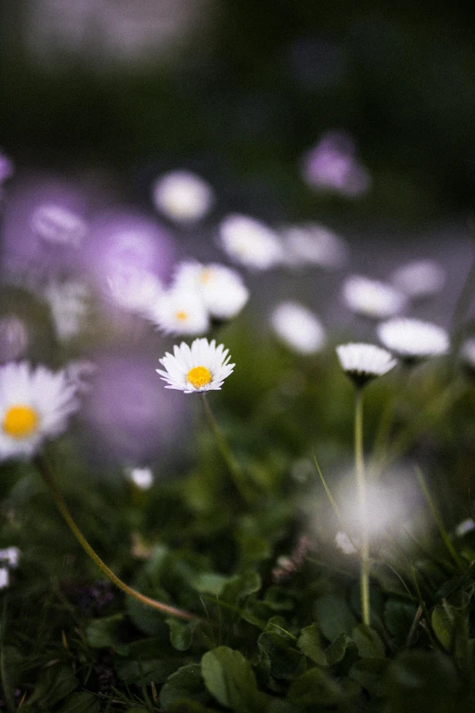 a group of daisies is surrounded by purple flowers