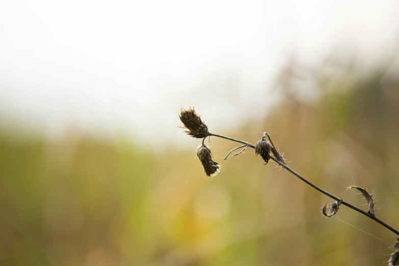 weeds growing near the grass in a field