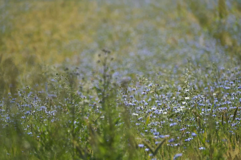 a view from a field with flowers and grass