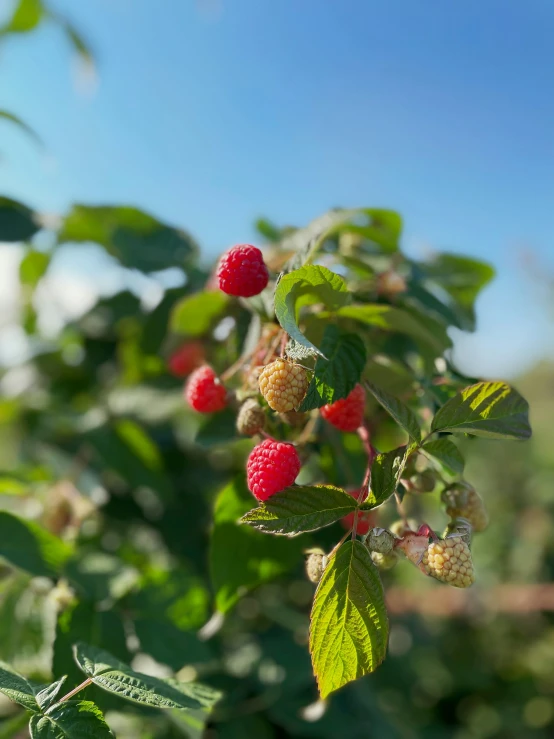 raspberries are growing on a nch on a sunny day