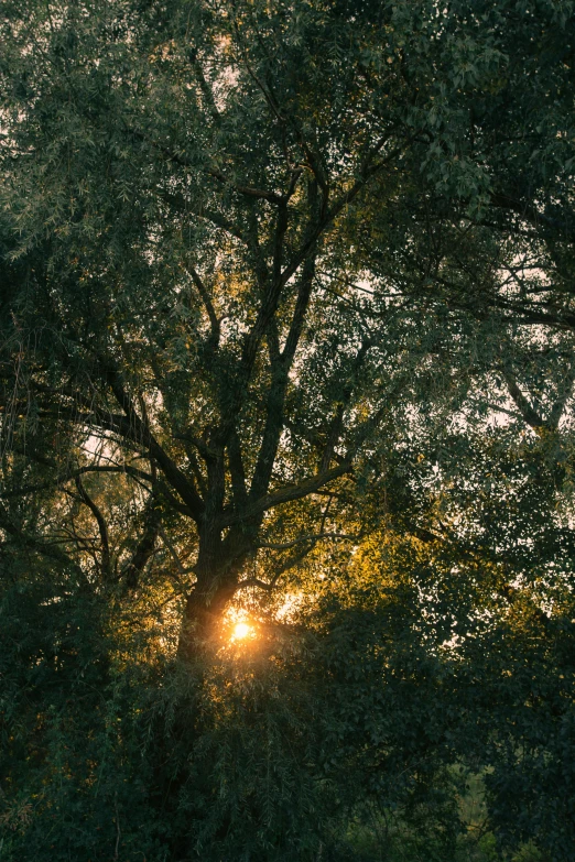 the sun shines through the leaves of this tree