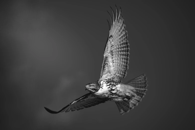 a bird flying through a cloudy sky with wings extended