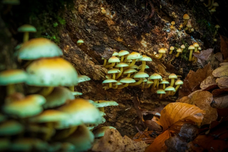 a group of mushrooms growing on a hillside side