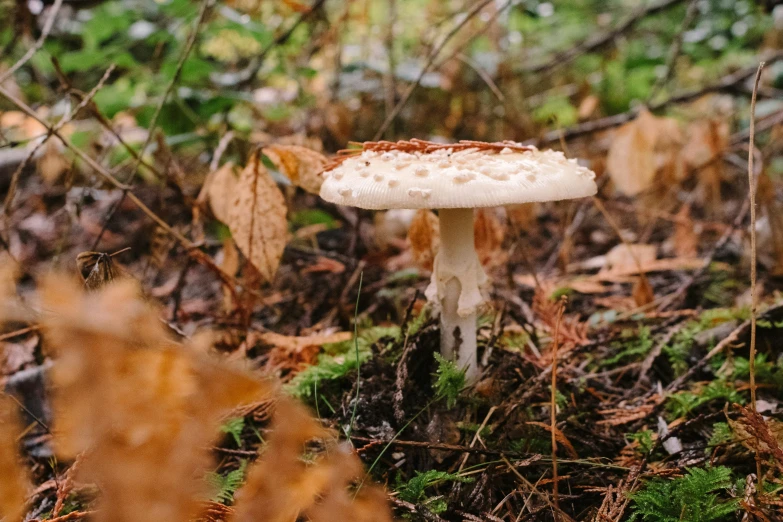 two mushrooms that are sitting in the woods