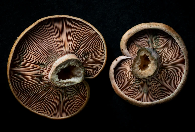 a closeup s of two mushrooms against a black background