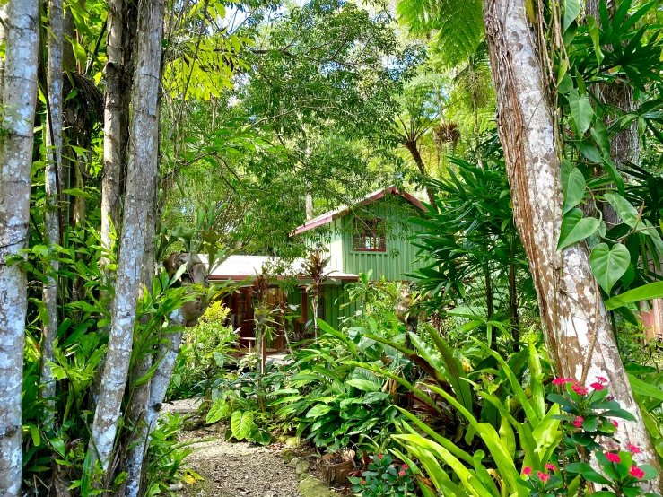 a cottage in a jungle with lots of greenery