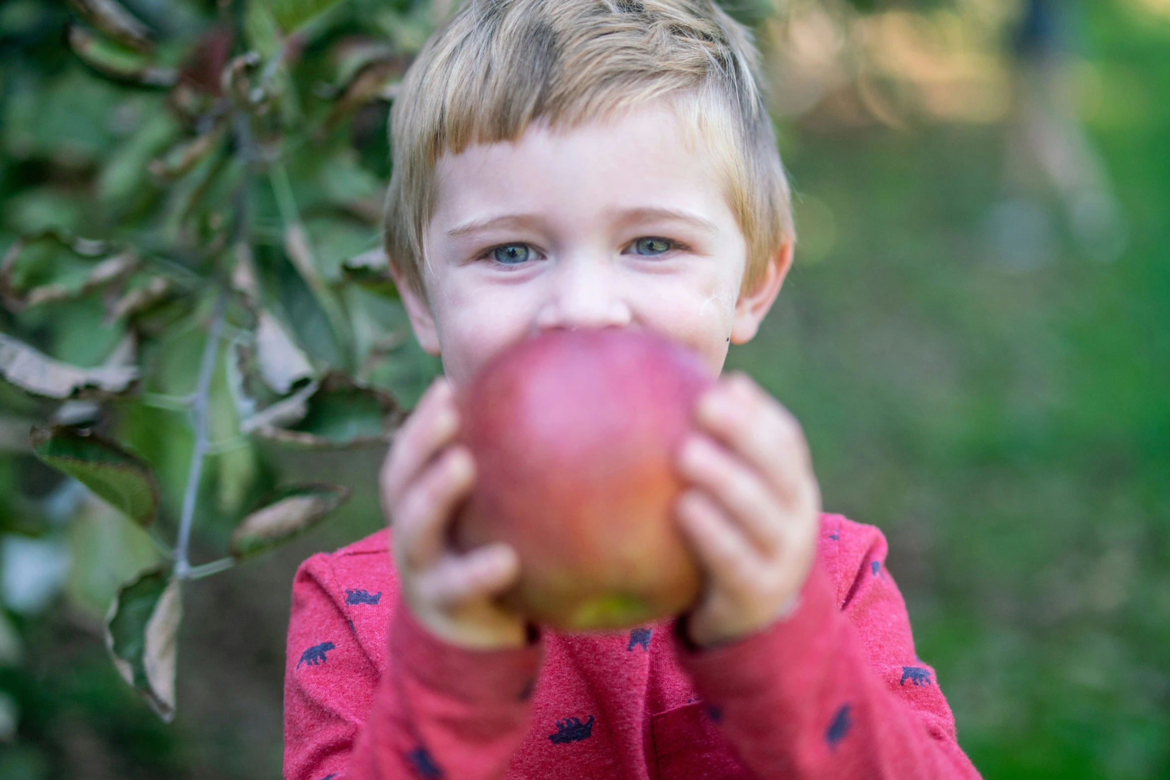 little boy in a red shirt holding up a red apple