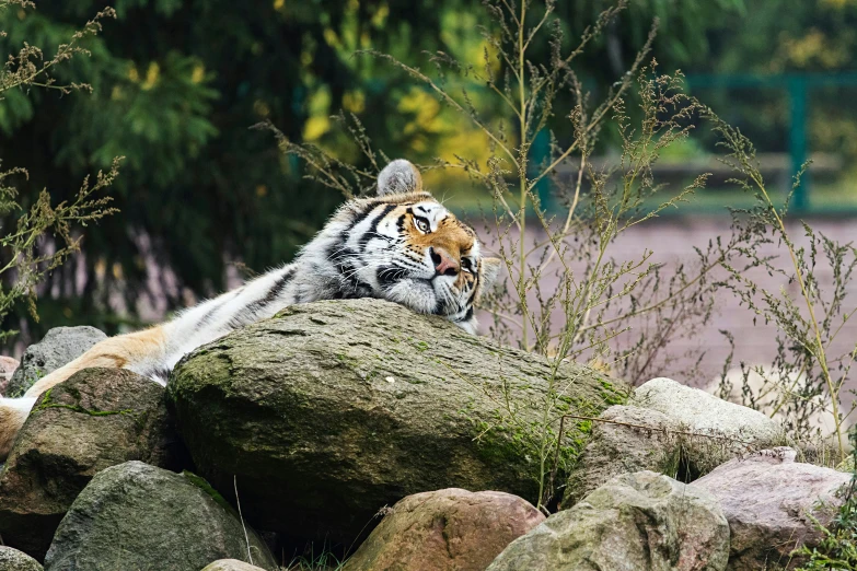an adult tiger laying on a rock near a river