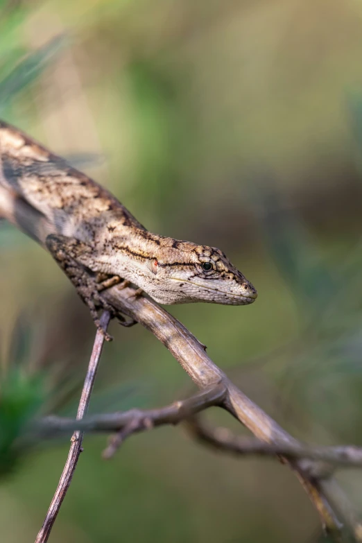 an adult lizard on a nch in a tree