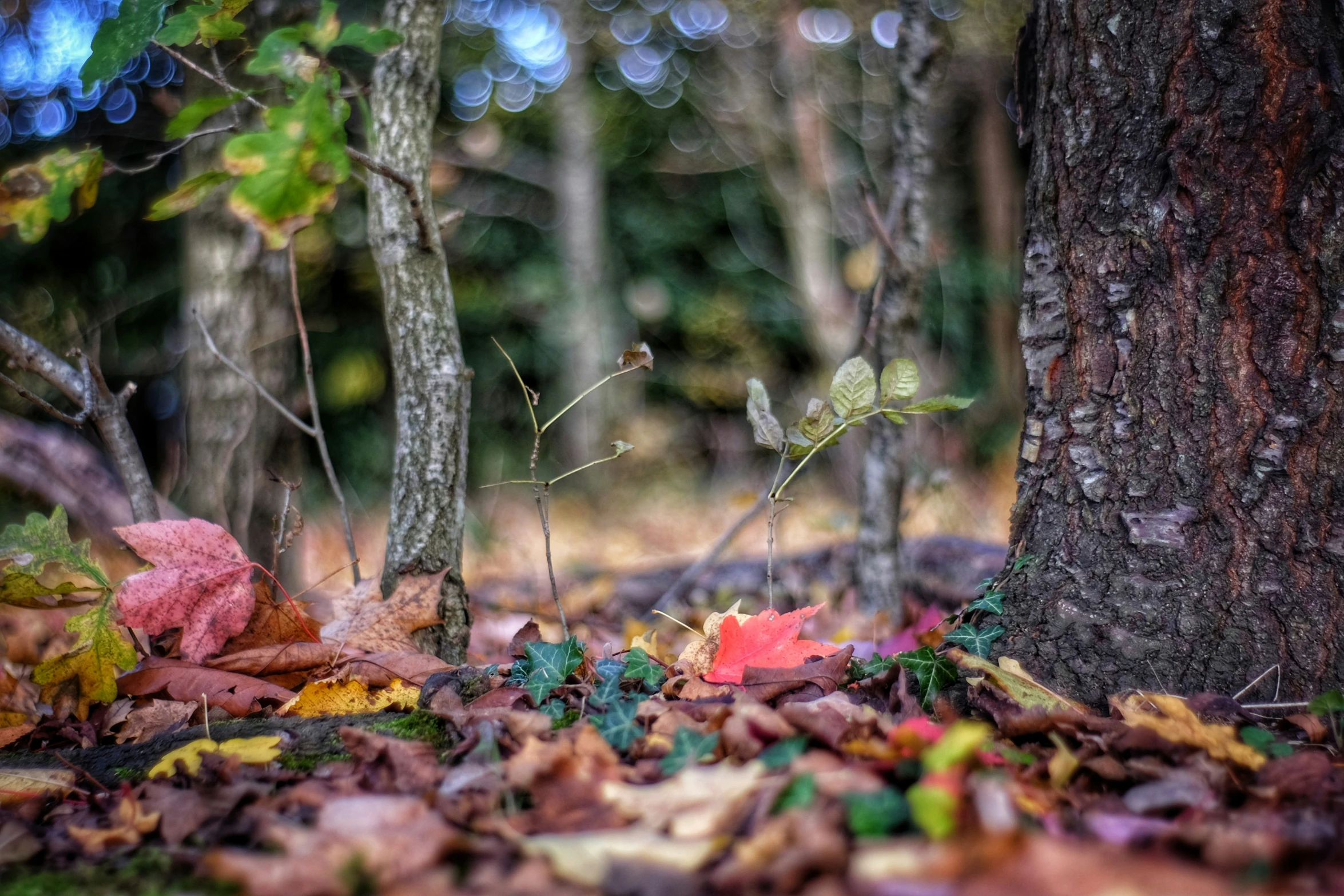 a small plant sprouts from between two trunks in the forest