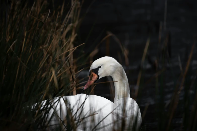 a swan with a pink beak and long, neck sitting in some tall grass