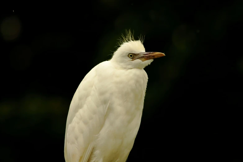 a white bird with long beak and round wings